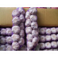 Good Quality Garlic Products Garlic Braids